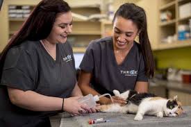 Thrive affordable vet care offers high quality vet care at affordable prices nationwide. Thrive Affordable Vet Care Office Photos Glassdoor