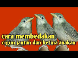Diatas merupakan gambar sebagai contoh perbedaan jenis atau macam ciblek yang populer di kalangan masyarakat. Download Cara Membedakan Anakan Ciblek Gunung Jantan Dan Betina Mp3 Mp4 3gp Flv Download Lagu Mp3 Gratis