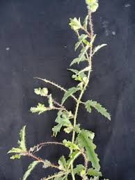 Image result for Tragia rupestris