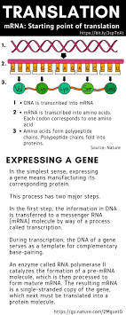 Motley fool • 2 days ago. Covid 19 Mrna Vaccine Will It Save The World Here S What You Need To Know Special Reports Gulf News