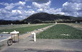 Image result for Wolffiella hyalina