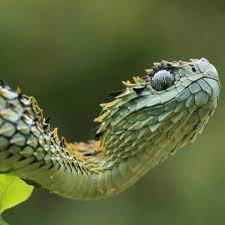 A Baby Basilisk Cute Reptiles Reptiles And Amphibians Beautiful Snakes