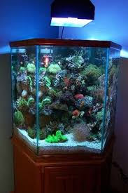 Everyone whether young or old can appreciate the beauty of life under the sea at the san antonio aquarium. Photos Of Saltwater Aquarium Fish Photo And Picture Galleries Cool Fish Tanks Hexagon Fish Tank Fish Tank