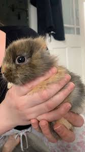Meet Leo An Earless Rabbit Who Looks Like A Tiny Lion In 2020 Rabbit Unique Animals Nature Words