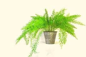 We did not find results for: Asparagus Fern Indoor Plant Care A Complete Guide Gardening Dream