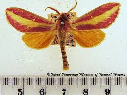 Image result for Hyparrhenia subplumosa