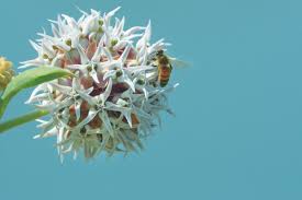 According to the xerces society for. These Native Plants Are Balm To Pacific Northwest Pollinators Portland Monthly