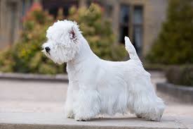 Recent dogs available for adoption. West Highland White Terrier Breeds A To Z Kennel Club