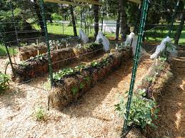 Gardening In Straw Hay Bale Gardening Straw Bale Gardening Strawbale Gardening