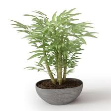 Small Potted Bamboo Plant 3d Model Bamboo In Pots Bamboo Plants Plants