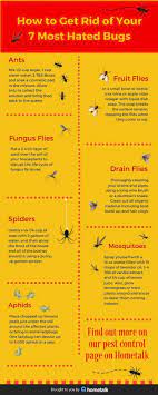Easy Diy Remedies For Your 7 Most Hated Bugs Helpful Hints Cleaning Insect Repellent