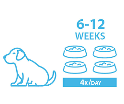 You can begin weaning a puppy or litter around 3 and 4 weeks old. How Much Should I Feed My Puppy Vet Approved Puppy Feeding Guide