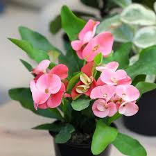 Image result for Euphorbia pfeilii