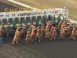 In just a few years, the company says, its annual group outing at the track somehow evolved into the dinosaur racing era began in 2017. M7qhp9b8frjyfm
