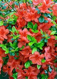 Azalea Stewartstonian Cicek Agac