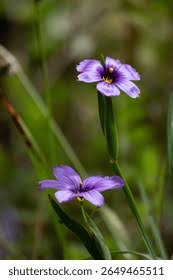 Image result for Aristea abyssinica