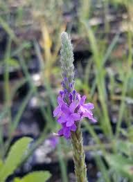Image result for Fuirena stricta