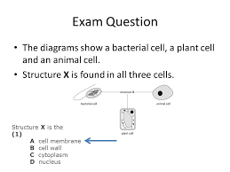 Maybe you would like to learn more about one of these? B2 Foundation Part 1 Animal Plant And Bacteria Cell Organelleplant Cellanimal Cellbacteria Cell Nucleus Cell Membrane Cell Wall Sap Vacuole Flagellum Ppt Download