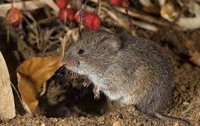 Walmart.com has been visited by 1m+ users in the past month How To Get Rid Of Voles Living In Your Yard And Garden Happy Haute Home