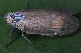 Image result for Pentarrhinum insipidum