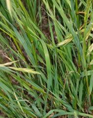 Image result for Aristida stenostachya