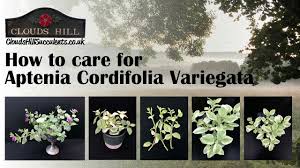 Ships from and sold by miniature gardening. How To Look After Aptenia Cordifolia Variegata Or Variegated An Amazing Handing Indoors Plant Youtube