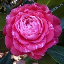 Camelia Japonica Tabbs Australia 1866 Camellia Flowers Rose