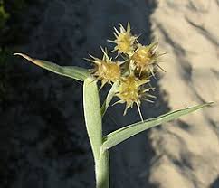 Image result for Cenchrus incertus