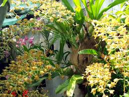 We would like to show you a description here but the site won't allow us. Farmers Garden Cubao Quezon City Philippine Observers