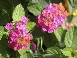 Lantana Is A Tough Plant That Thrives Without A Lot Of Attention And When It Comes To Fertilizing Lantana Plants Less Lantana Plant Flower Fertilizer Lantana