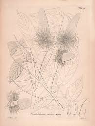 Image result for Centrolobium robustum