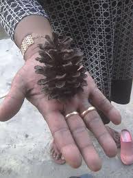 Jom downloads 2 ebook percuma di solusigastrik.com qulusa therapy peneraju rawatan gastrik gerd anxiety. Kecutkan Rahim Macam Cara Dulu Dulu Guna Nanas Batu Gaya Hidup Cari Infonet