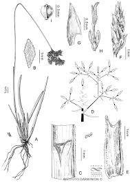 Image result for Fimbristylis complanata