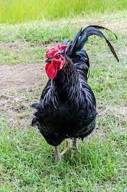 6 Tafsir Mimpi Melihat Ayam Jago Benarkah Ini Sebuah Pertanda Baik Semua Halaman Suar