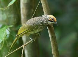 Straw Headed Bulbul En 2020