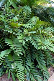 Image result for Zamia