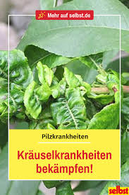 Krauselkrankheit Selbst De Pfirsichbaum Unkraut Im Garten Obstgeholze