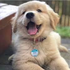 Golden Retrievers Golden Retrievercute Golden Retriever Puppy Golden Dog Sevimli Kopek Yavrulari Kopek Turleri Ve Hayvan Bebekler