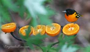 Fresh, frozen, or dried peas. Attracting And Feeding The Orioles In Your Neighborhood