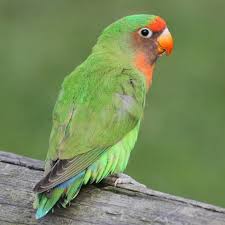 Their call is made up of high pitched and slightly piercing chirps, which can go on for longer periods in captivity, a lot of new color mutations have been created. Hybrid Lovebirds