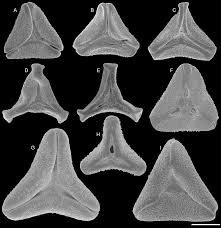 Image result for Phragmanthera crassicaulis