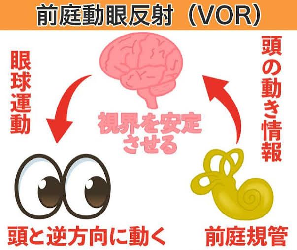 高槻市の整体】頭が動いても視界はブレない！「前庭動眼反射（VOR）」の仕組みと整え方 | 高槻市「ぎの整体院」｜他院で改善しなかった痛み・しびれを脳・神経からみる整体院