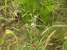 Image result for Burnatia enneandra