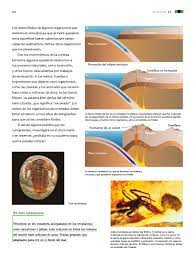 Para la descarga de los libros, hay dos métodos de descarga, por si falla un método, hay otra alternativa para poder realizar la descarga primer grado método de descarga 1 (con mega): Libro De Ciencias Naturales 6 Grado Pagina 74 Ciencias Naturales Libro De Primaria Grado 6 Comision Nacional De Libros De Texto Gratuitos Eliza My Daily