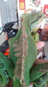 The chinese water dragon (physignathus cocincinus) is a species of agamid lizard native to china and mainland southeast asia. Why Is My Chinese Water Dragon Brown Reasons And Treatments