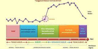 Ovulasi adalah proses pelepasan sel telur yang telah matang dalam rahim untuk kemudian berjalan menuju tuba falopi untuk dibuahi. Suami Pun Kena Tahu Waktu Subur Isteri Barulah Boleh Rancang Untuk Zuriat Pesona Pengantin
