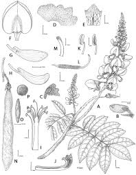 Image result for Ophrestia radicosa