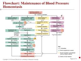 Fluid Electrolyte And Acid Base Balance Ppt Video Online