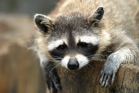 Maybe you would like to learn more about one of these? What Attracts Raccoons Catseye Pest Control