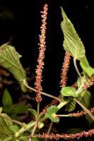 Image result for Acalypha volkensii